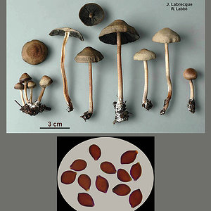 Panaeolus subbalteatus   Panéole ceinturé.jpg