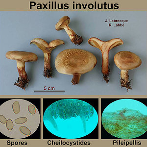 Paxillus involutus  Paxille enroulé.jpg
