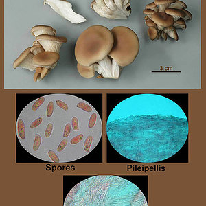 Pleurotus ostreatus   Pleurote en huître.jpg