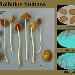 Bolbitius titubans   Bolbitie titubante.jpg