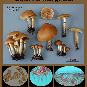 Galerina marginata   Galérine marginée.jpg