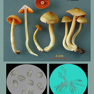 Hygrocybe marginata   Hygrophore à lames marginées.jpg