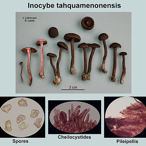 Inocybe tahquamenonensis   Inocybe de Tahquamenon.jpg