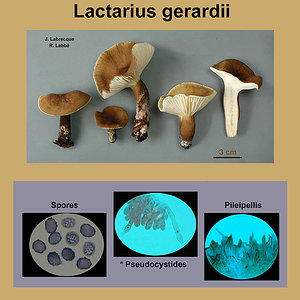 Lactarius gerardii   Lactaire de Gérard.jpg