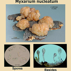Myxarium nucleatum  Exidie à noyaux.jpg