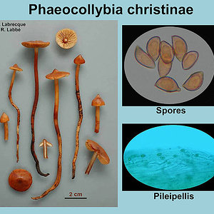 Phaeocollybia christinae   Phéocollybie de Christina.jpg