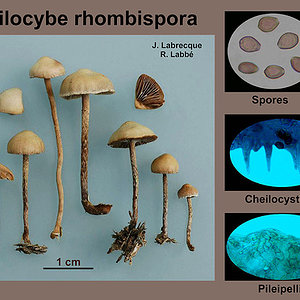 Psilocybe rhombispora   Psilocybe à spores rhombiques.jpg