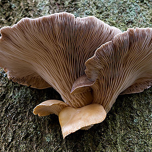 Oyster Fungus (Pleurotus ostreatus).jpg