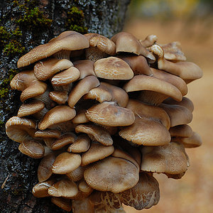 Pleurotus ostreatus.jpg