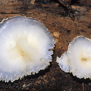 cyphellaceous fungus.jpg