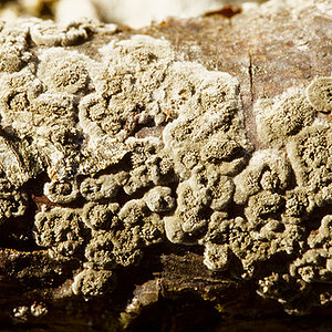 on wood about 2 cm.jpg