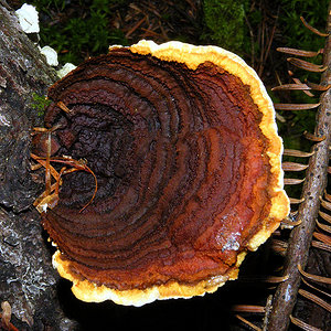 Gloeophyllum sepiarium  Polypore des clôtures.jpg