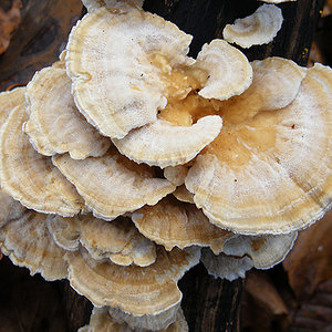 Trametes hirsuta  Tramète hirsute.jpg