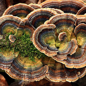 Trametes versicolor...jpg