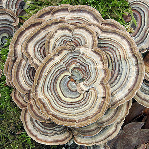 Trametes versicolor - Rainbow Fungus.jpg