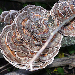 Trametes versicolorjj.jpg