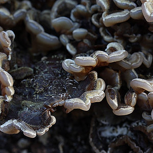 Tripe Fungus (Auricularia mesenterica).jpg