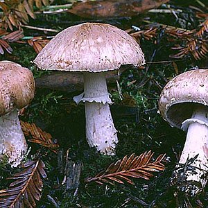 Agaricus_arorae(fs-01).jpg