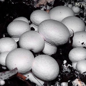 agaricus_bisporus_(yd)_1.jpg