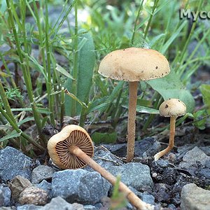 agrocybe_semiorbicularis_(yd)_1.jpg