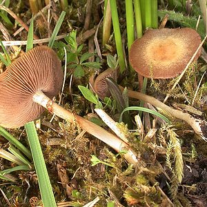 DSCN3044_Agrocybe_elatella.jpg