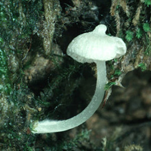 Alboleptonia stylophora.jpg