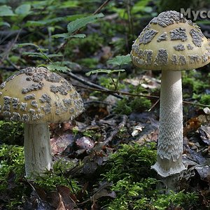 amanita_ceciliae_(yd)_42.jpg