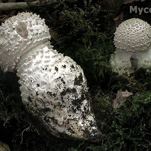 amanita_echinocephala_(yd)_1.jpg