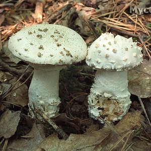 amanita_echinocephala_(yd)_2.jpg