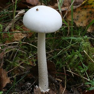 amanita_fulva_var_alba_(yd)_7072.jpg