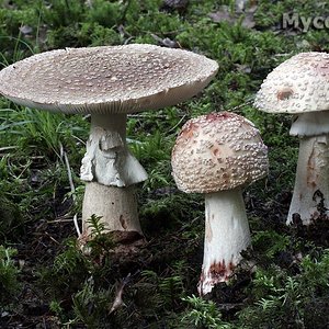 amanita_rubescens_(yd)_6.jpg