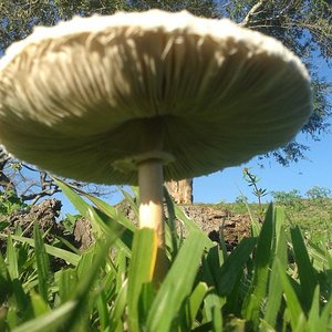 White Great Mushroom