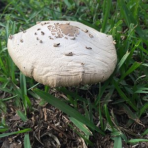 cogumelo de jardim