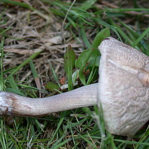 Panaeolus_fimicola.jpg