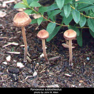 panaeolus_subbalteatus2.jpg