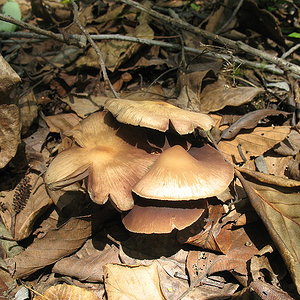 800px-Psilocybe.zapotecorum.7.jpg