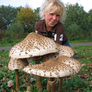girl-with-shrooms.jpg