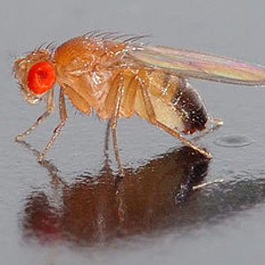 300px-Drosophila_melanogaster_-_side_(aka).jpg