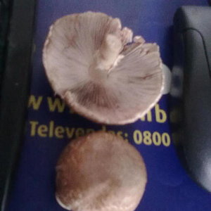cogumelos2 (3).jpg