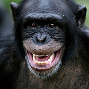 chimpanze.jpg