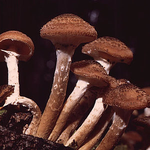 Armillaria_ostoyae.jpg