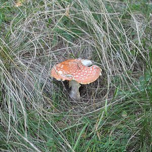 amanita muscaria.jpg