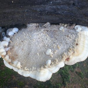 cogumelos01.JPG