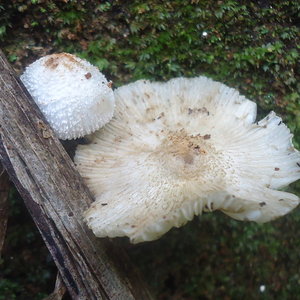 cogumelos12.JPG