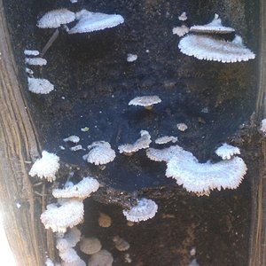 cogumelos41.JPG