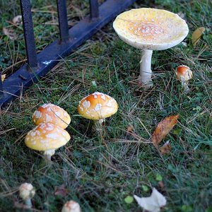 5.2 Amanita muscaria var. guessowii large_and_small.jpg
