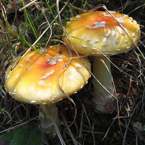 6.2 Amanita muscaria var. persicina 1.jpg