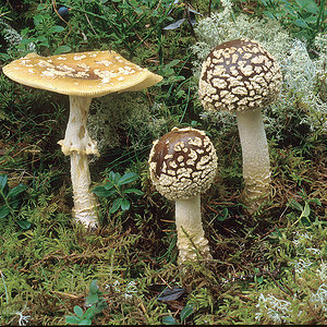 7.3 Amanita muscaria var. regalis 1024px-A_regalis.jpg