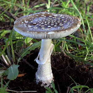 8.1 Amanita pantherina.jpg