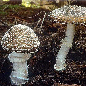 8.3 Amanita pantherina a.jpg